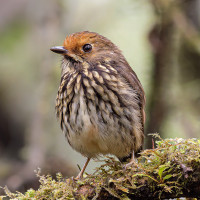 Ochre-fronted Antpitta